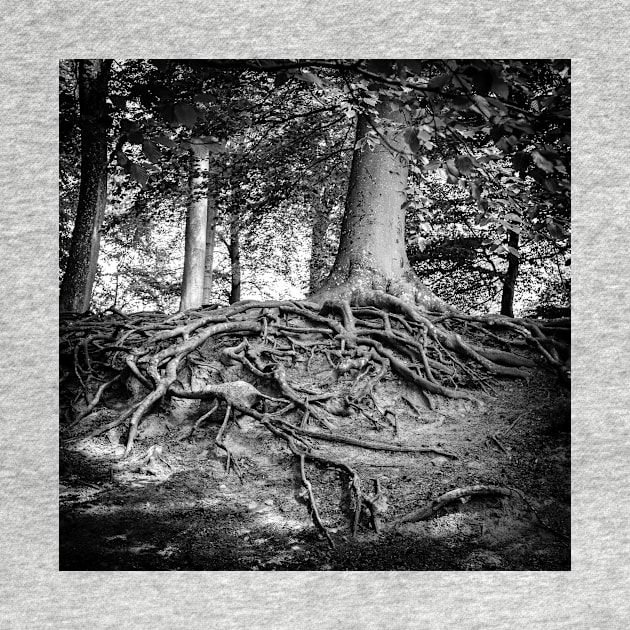 strong root system on the tree in the magic forest by connyM-Sweden